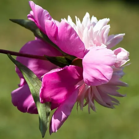 Alte Muehle Gæstehus 3*