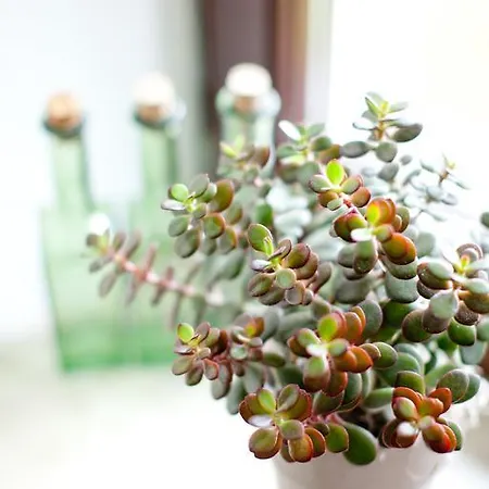 Gæstehus Alte Muehle