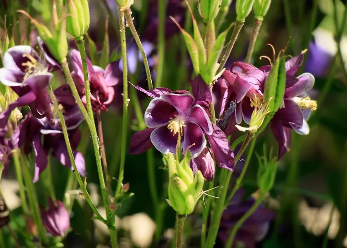 Alte Muehle Guest house 3*