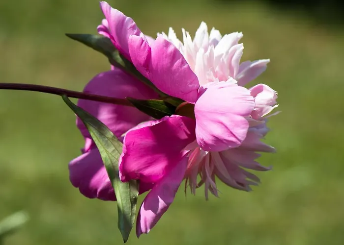 Alte Muehle Pensionat 3*